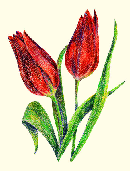 Red tulips