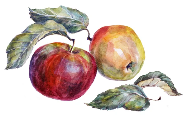 Juicy red apples watercolor picture — Stock Photo, Image