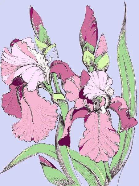 Iris blühen — Stockfoto