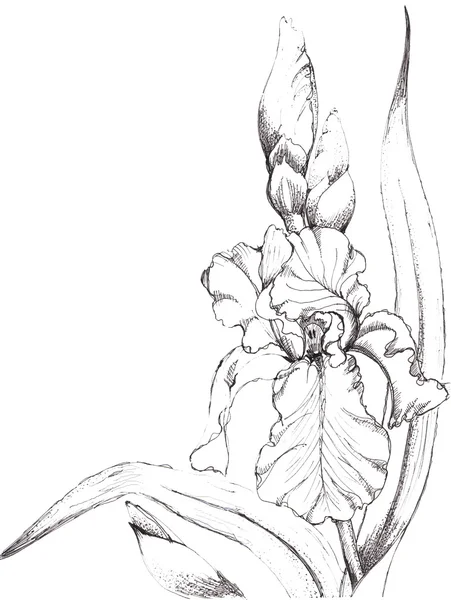 Irissen bloem — Stockfoto
