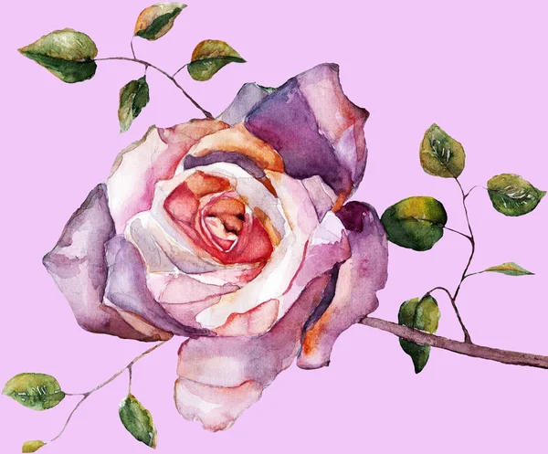 Fialová růže na fialovém pozadí — Stock fotografie