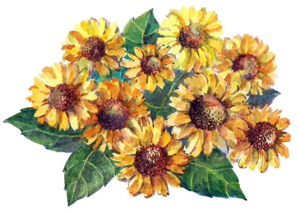 水彩, お花, デイジー, 黄色, 庭 — ストック写真