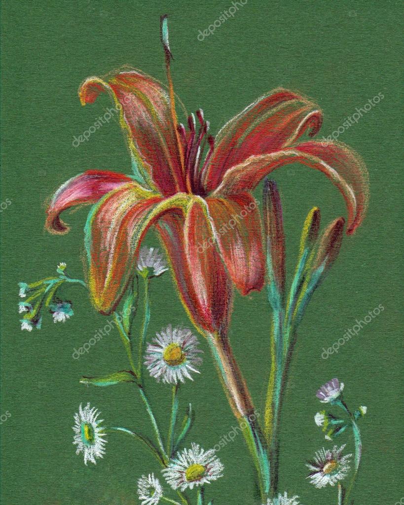 Mano disegno con matite colorate fiori giglio illustrazione — Foto di Olga Kleko
