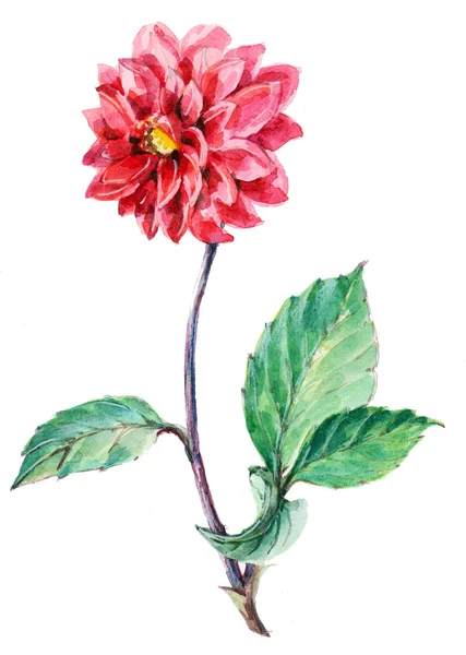 Akvarell illustration av dahlia blomma — Stockfoto