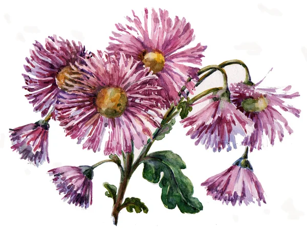 Illustration de fleur de chrysanthème — Photo