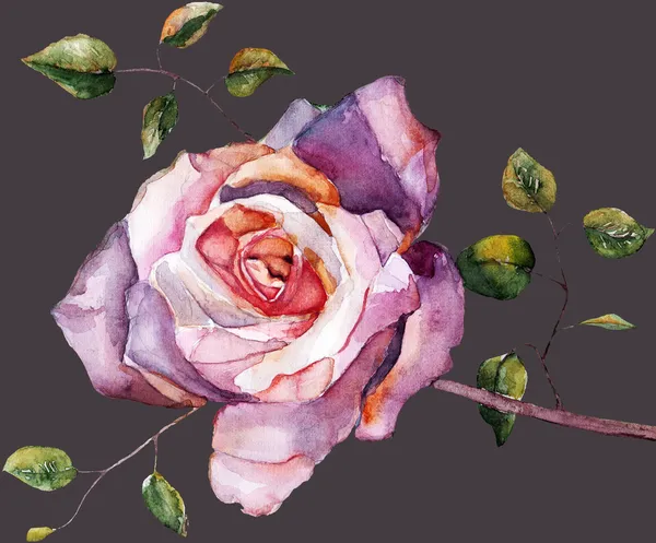Purpurová růže, akvarel — Stock fotografie