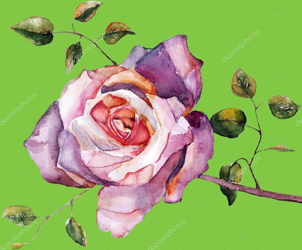 Rose violette, aquarelle image libre de droit par Olga_Kleko © #48178065