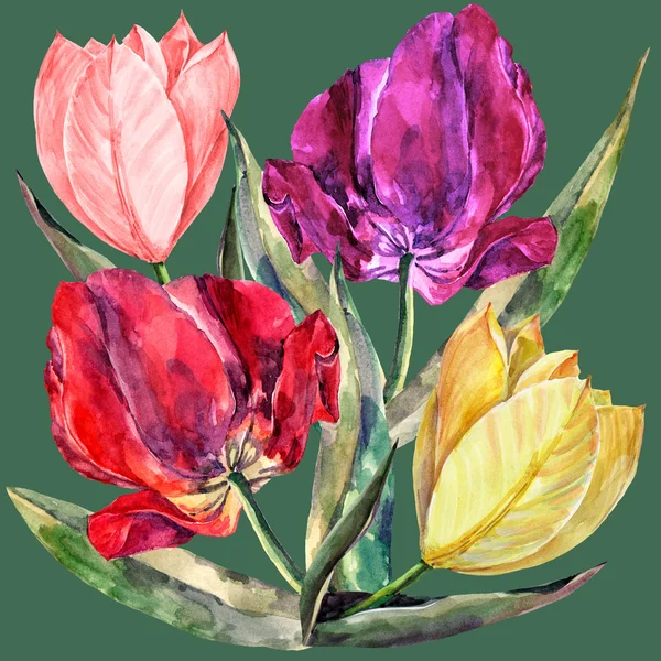Tulips illustration — Stock Photo, Image