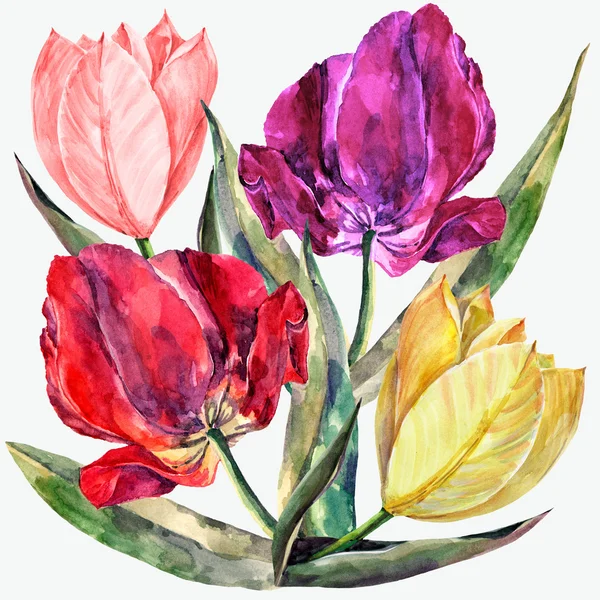 Ilustracja tulipany — Zdjęcie stockowe