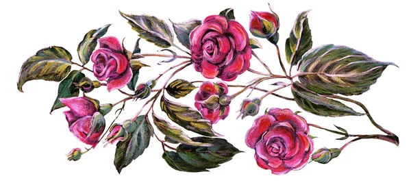 Roser blomstre - Stock-foto