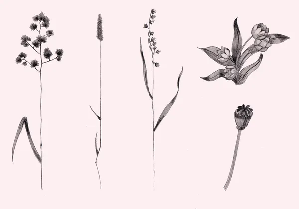 Gräs och blommor illustration — Stockfoto