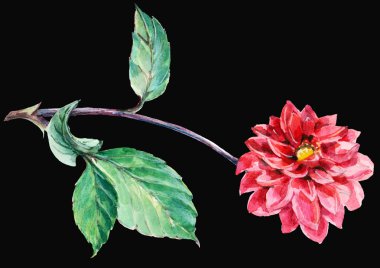 kırmızı yıldız çiçeği