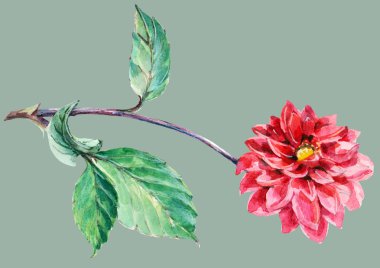 kırmızı yıldız çiçeği