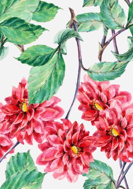 kırmızı yıldız çiçeği