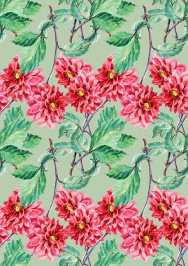 kırmızı yıldız çiçeği