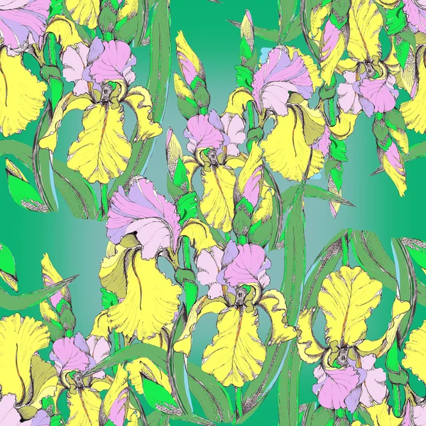Farbige Schwertlilien — Stockfoto