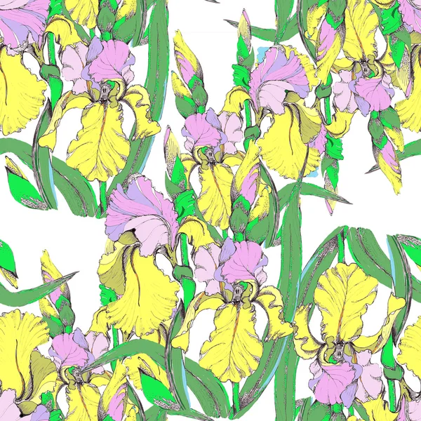 Renkli irisler — Stok fotoğraf
