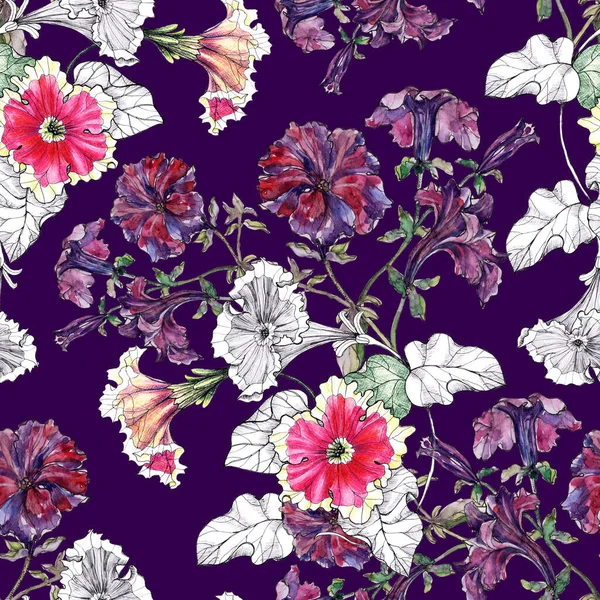 Seamless pattern watercolor flowers petunia with leaves on deep violet background.  Beautiful pattern for decoration and design.