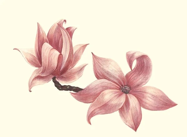 Aquarel Bloemen Magnolia Tak Boom Van Magnolia Crème Achtergrond Mooi — Stockfoto