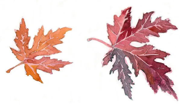 Watercolor Leaf Maple White Background Illustration Design — Stock Photo, Image