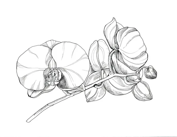 Bloemen Orchidee Tekening Inkt Witte Achtergrond Illustratie Voor Ontwerp — Stockfoto