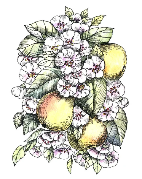 Illusztráció Akvarell Virágok Körte Fehér Háttér Gyönyörű Minta Dekoráció Design — Stock Fotó