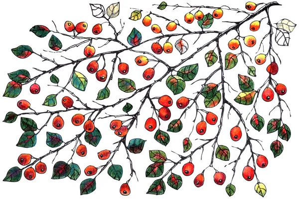 Иллюстрация Акварельных Листьев Ягодами Белом Фоне Рисунок Украшения Дизайна — стоковое фото