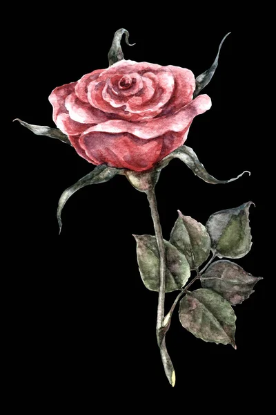 Fiori Giardino Rosa Dipinta Acquerello Con Foglia Illustrazione Floreale Sfondo — Foto Stock