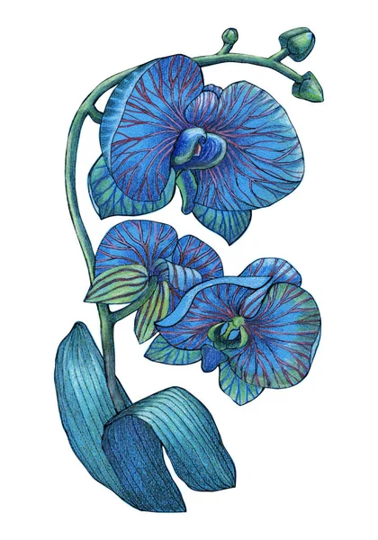 Tropiska Blommor Orkidé Ritning Färg Pennor Med Blad Blommig Illustration — Stockfoto