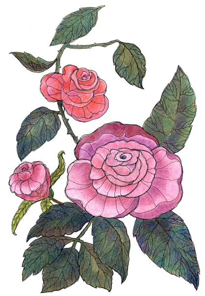 Flores Jardim Rosa Pintada Aquarela Com Folha Ilustração Floral Sobre — Fotografia de Stock