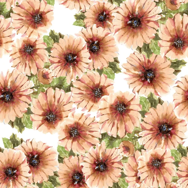 Watercolor  blooming flowers kasania with foliage on white background. Seamless pattern  with floral composition for decorations textiles and papers.