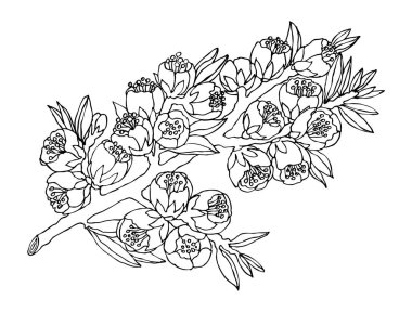 Sakura 'nın grafiksel dalı. Fikirlerinizi süslemek için resim.