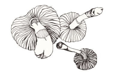 Beyaz arka planda grafiksel mantarlar. Fikirlerinizi süslemek için resim.