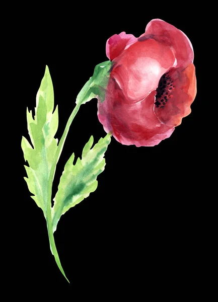 Akvarel Květinový Mák Listy Černém Pozadí Ilustrace Pro Zdobení Vašich — Stock fotografie