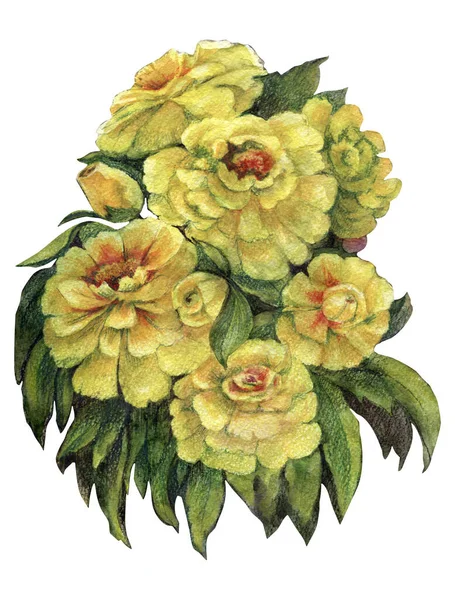Akvarell Blommor Zinnia Vit Bakgrund Illustration För Att Dekorera Dina — Stockfoto
