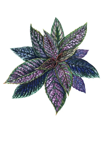 装饰家庭植物画在彩色铅笔的白色背景 植物图解 — 图库照片