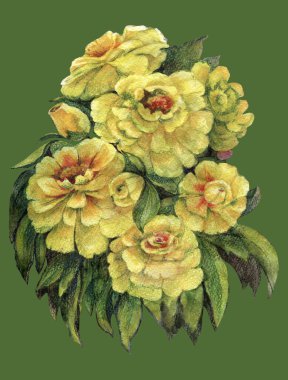 Suluboya çiçekli desen zinnia. Dekor kağıtları için çiçek kompozisyonu.