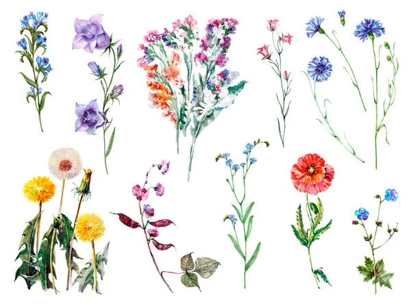Wzór Akwarelowym Zestawem Kwiatów Polowych Kompozycja Kwiatowa Papieru Dekoracyjnego — Zdjęcie stockowe
