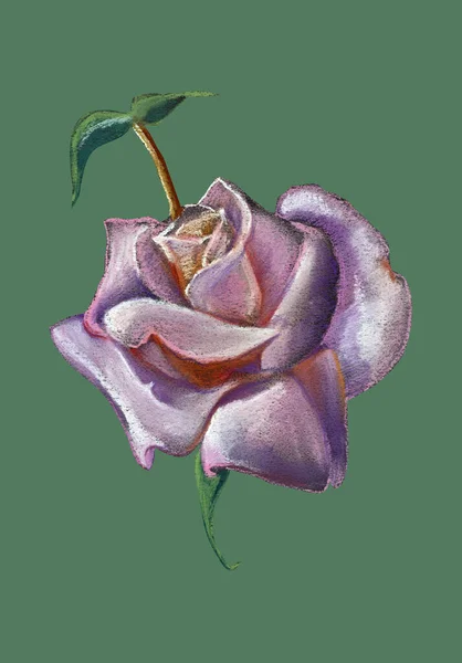 Цветочная Роза Листьями Рисуют Пастели Зеленом Фоне Иллюстрация Оформления — стоковое фото