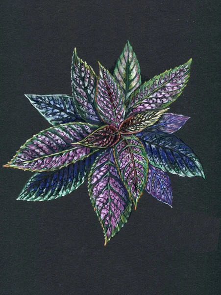 葉を持つ花は色鉛筆で描かれます 装飾用イラスト — ストック写真