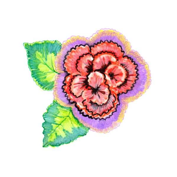 Flowers Leaves Draw Colored Pencils Illustration Decoration — Stock Photo, Image