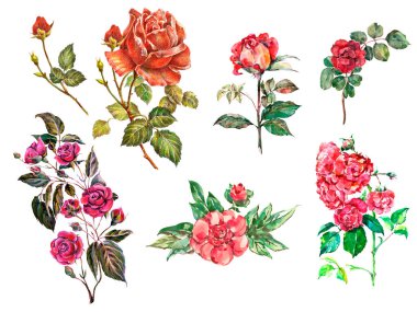 Dekorasyon kartları ve projeniz için çok renkli çiçekler ve çiçek unsurlarıyla ayarlandı. suluboya resimleme.