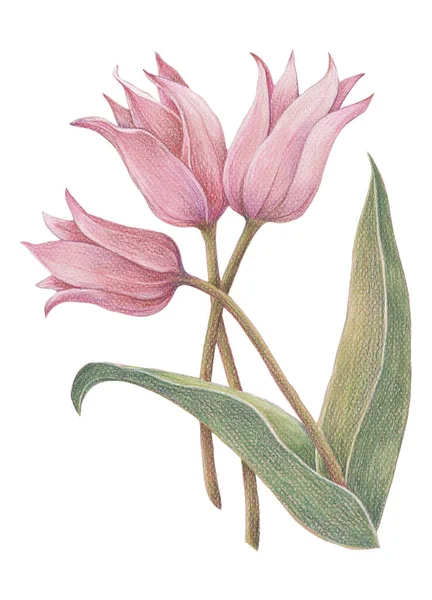 Delicate Pink Tulips Drawing Color Pencils White Background Spring Floral — Photo