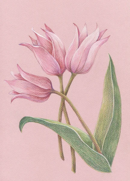 Delicate pink tulips drawing in color pencils on pink background. Spring floral illustration  for decor .