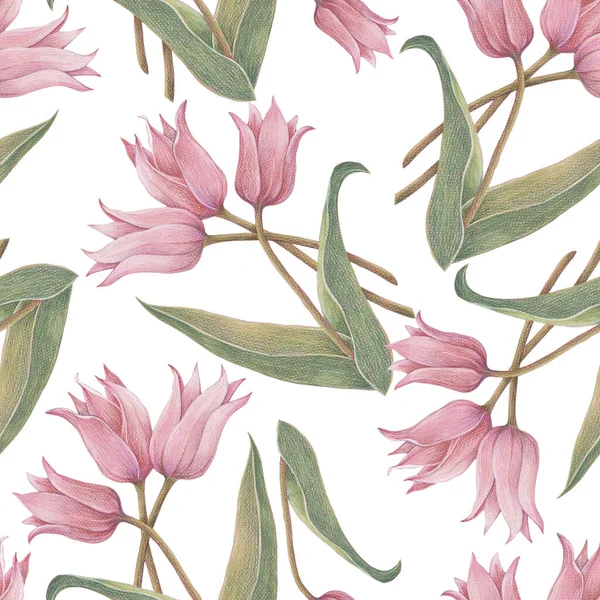 Delicate pink tulips drawing in color pencils on white background. Spring floral seamless pattern for fabric.