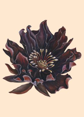 Renkli kalemlerle çiçek şakayığı çizimi. Pembe arka planda resim.