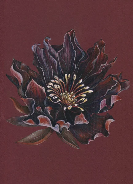 Flower Peony Draw Colored Pencils Illustration Brown Background — Fotografia de Stock