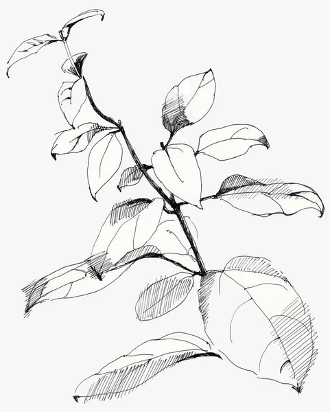 Graphic Flowers Printed Design Monochrome Image White Background — Foto Stock