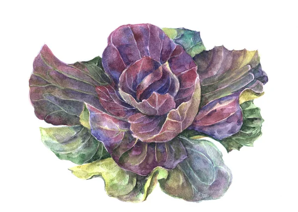 Garden decor cabbage painted in watercolor on white background.