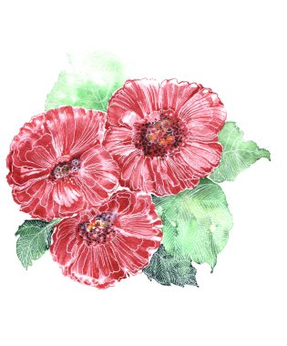 Watercolor  blooming flowers  with foliage on white background. Floral composition for decorations textiles and papers.